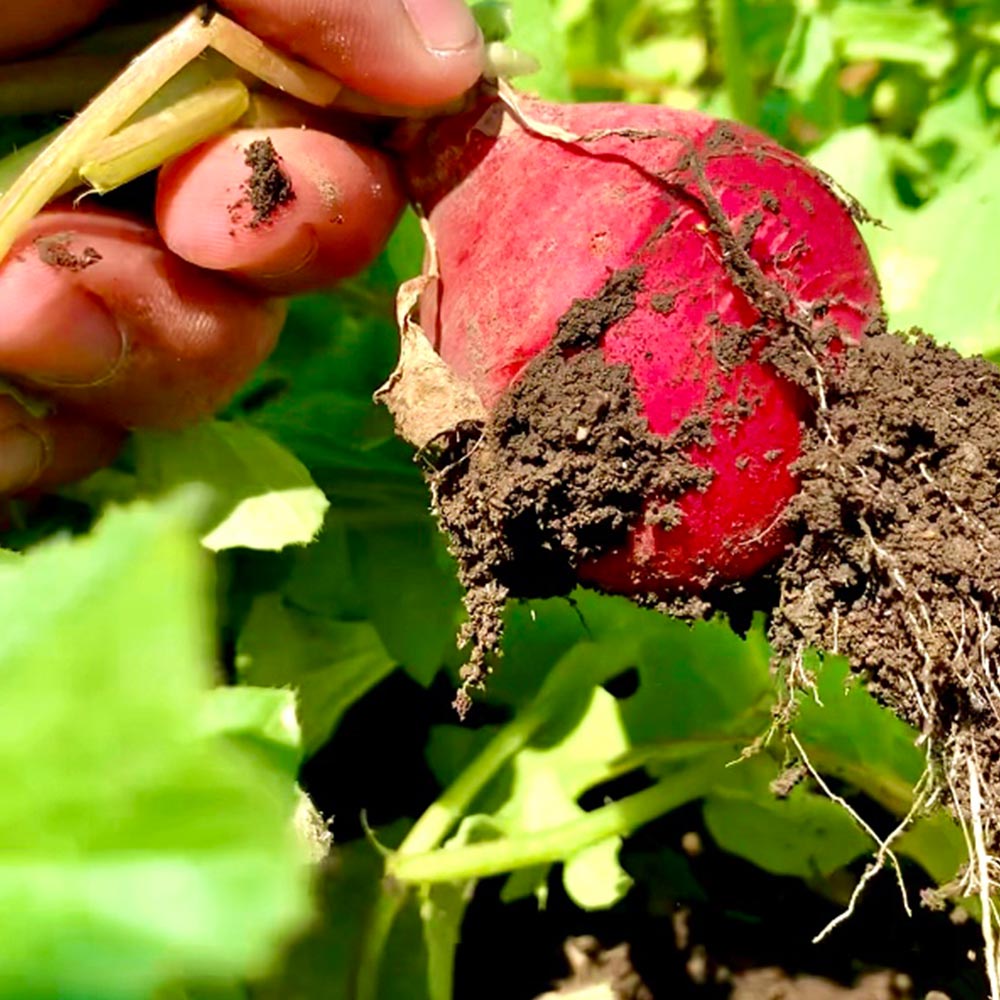 Talleres de sostenibilidad en Morelos Talleres de sostenibilidad en Morelos